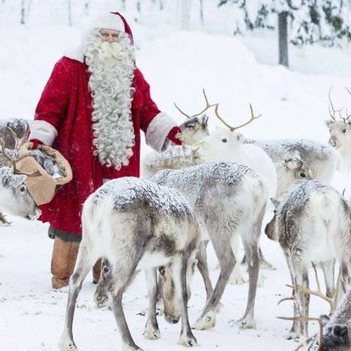 Les rennes du Père Noël